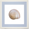 Bradybaena Shell Picture - Objectos - 