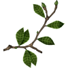 Branch Grana - Rośliny - 