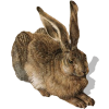 Brown Hare - Rascunhos - 