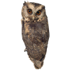 Brown Owl - Animali - 