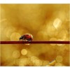 Bug in Beautiful Pictures For  - Moje fotografie - 