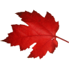 Canadian Maple Leaf - Ilustracje - 