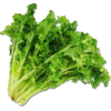 Chicory - Bunch - Gemüse - 