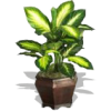 Chinese Evergreen - Ilustracje - 