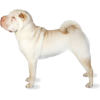 Chinese Shar-Pei - Tiere - 