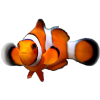 Clown Fish Dierdra - Przedmioty - 