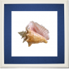 Conch Shell Picture - Przedmioty - 