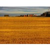 Country Farm - Background - 