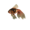 Eye in the fish - Illustrations - 