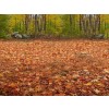 Fall Forest - My photos - 