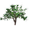 Ficus Plant - Plantas - 