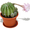 Flowering Cactus - Растения - 
