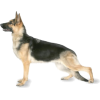 German Shepherd Dog - Animais - 
