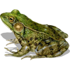Green Froggy - Ilustracije - 