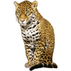 Green-eyed Jaguar - Иллюстрации - 