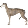 Greyhound - Animals - 