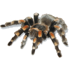 Hairy Tarantula - Animals - 