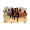 Horses - Animales - 