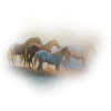 Horses - 动物 - 