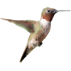 Hummingbird Fluttering - Illustrations - 