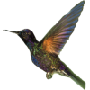 Hummingbird in Flight - Rascunhos - 