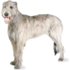 Irish Wolfhound - Animals - 