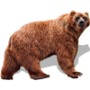 Kodiak Bear - Ilustrationen - 