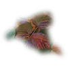 Leafs - lišće - Pflanzen - 