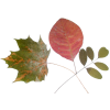 Leafs - lišće - 植物 - 