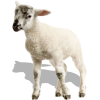 Lil´ Lamb - Ilustrationen - 