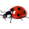 Little Lady Bug - Animals - 