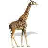 Masai Giraffe - Illustrations - 