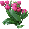 Mauve Tulip Plant - イラスト - 