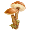 Mushroom Gljiva - Legumes - 
