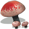 Mushroom - イラスト - 