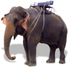 Nature Safari Elephant - Ilustracije - 