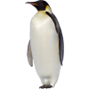 Peguin - Animals - 