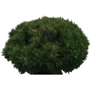 Pine Bush - Biljke - 