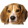 Pocket Beagle - Zwierzęta - 