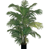 Potted Fern - 植物 - 