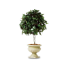 Potted Topiary - Растения - 