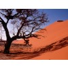 Pustinja dine - Background - 