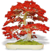Red Maple Bonsai - Иллюстрации - 