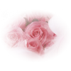 Roses Ruže - Pflanzen - 