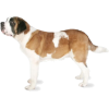 Saint Bernard - Animals - 