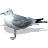 Seagull - Animals - 