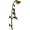 Single Sunflower - Rośliny - 