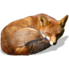 Sleeping Fox - Illustrations - 