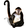 Spider Monkey - Rascunhos - 
