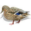 Spot-billed Duck - Иллюстрации - 